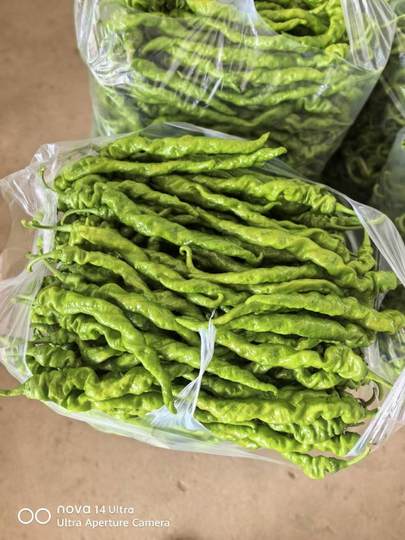 云南保山螺丝椒大量上市，品质好。8号线椒二荆条