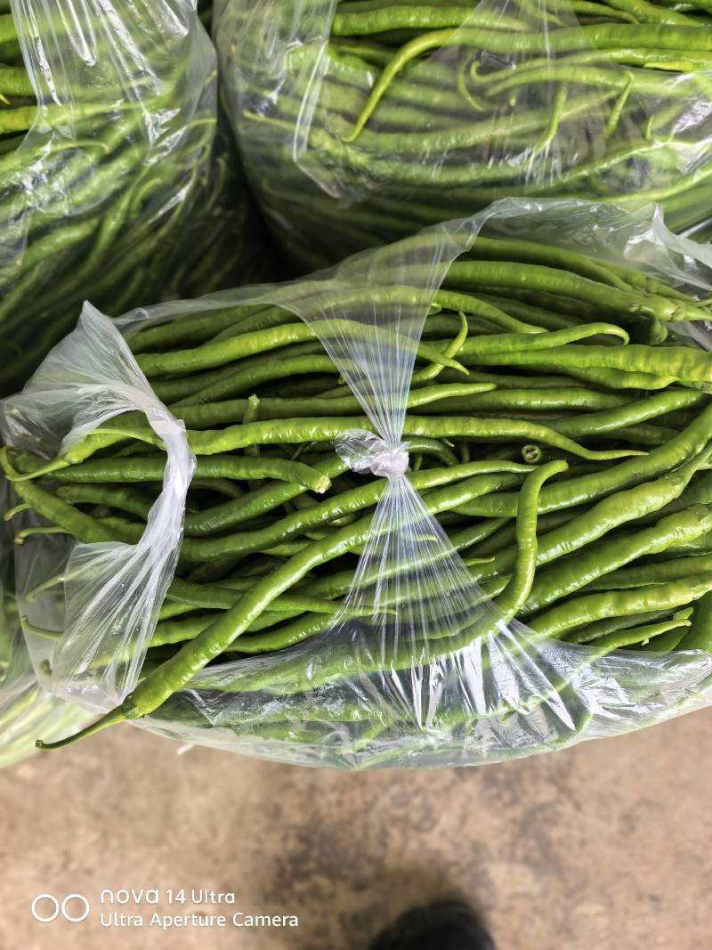 云南保山螺丝椒大量上市，品质好。8号线椒二荆条