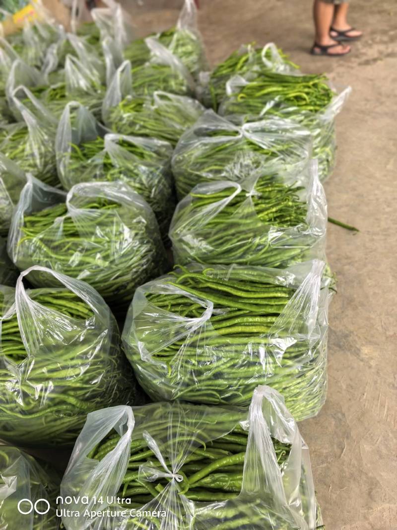 云南保山螺丝椒大量上市，品质好。8号线椒二荆条