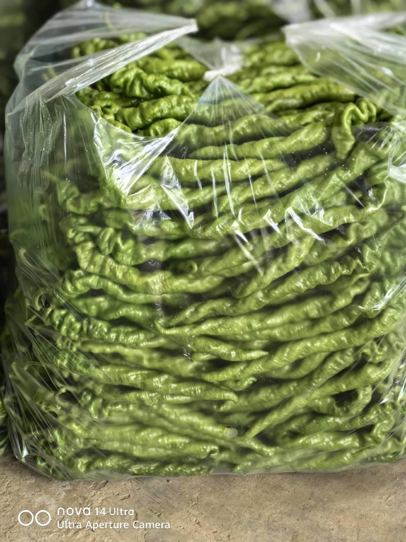 云南保山螺丝椒大量上市，品质好。8号线椒二荆条