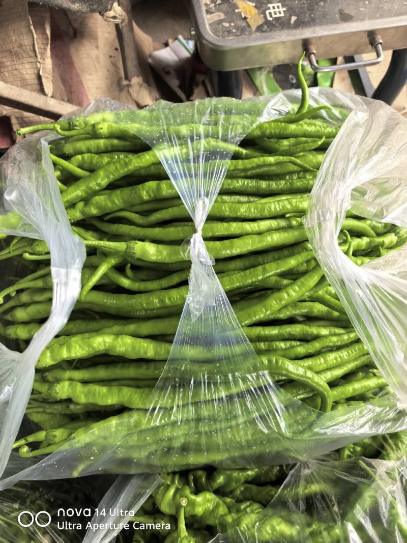 云南保山螺丝椒大量上市，品质好。8号线椒二荆条