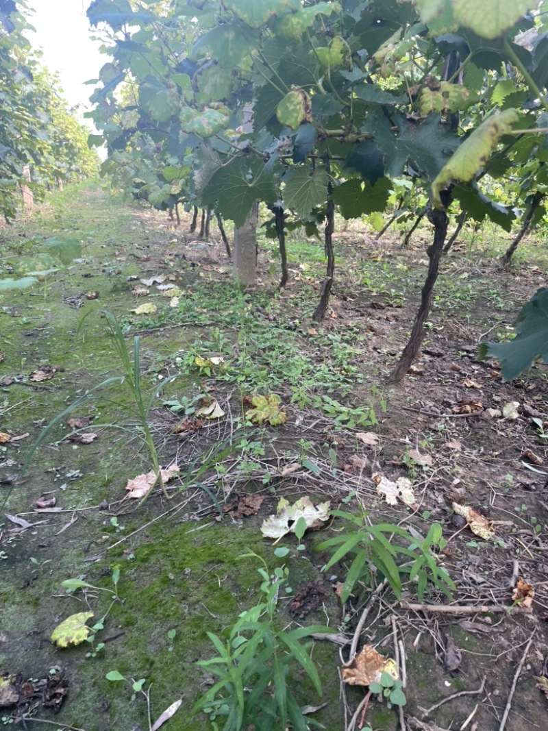 出售占地葡萄树葡萄苗大小都有品种齐全，占地果树全国发货