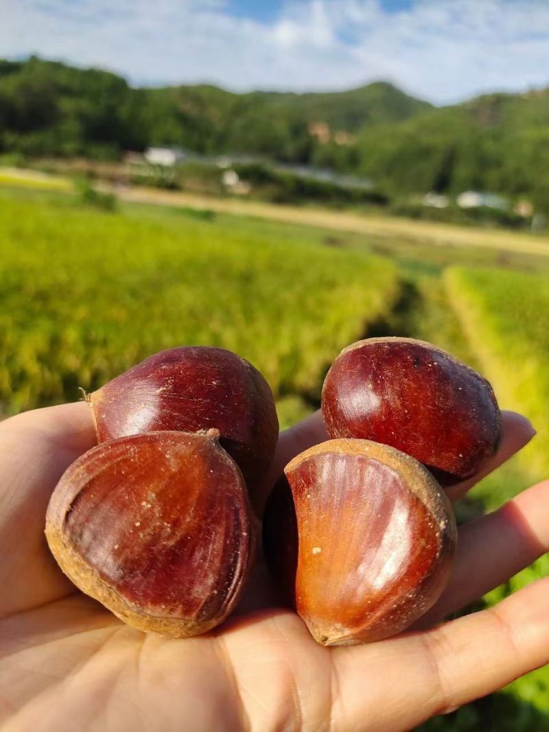 板栗一件代发精品大号板栗代发招募主播团长