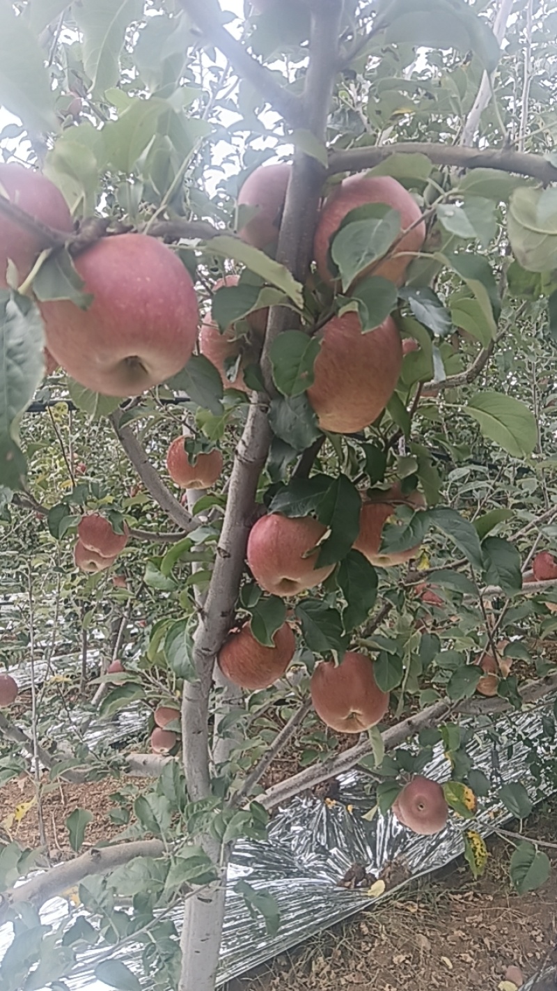 糖心苹果