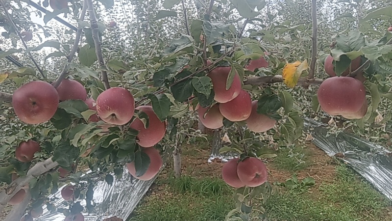 糖心苹果
