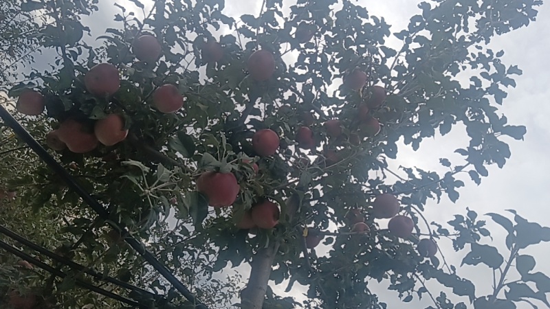 糖心苹果