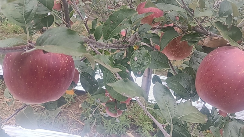糖心苹果