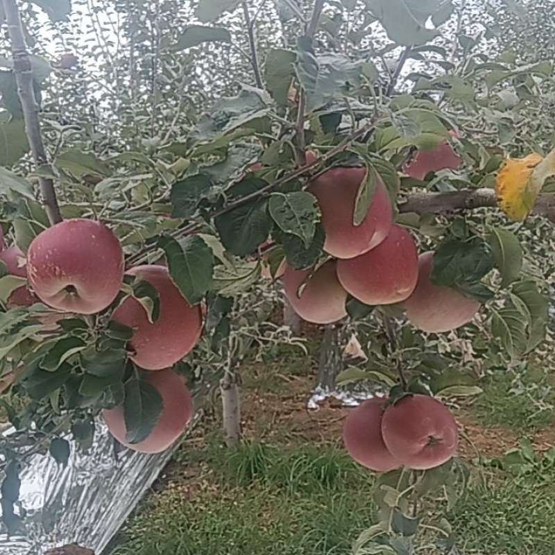 糖心苹果