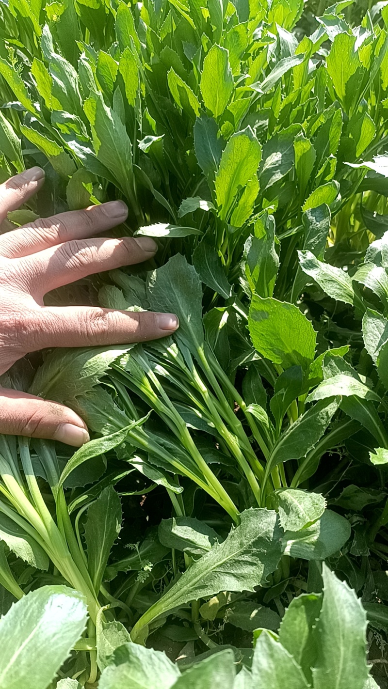 卫辉红花种子:量大价优