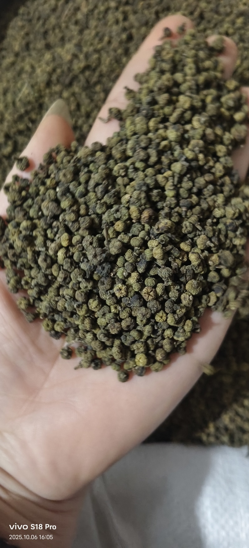 《吴茱萸》青色小花吴茱萸也叫吴萸实拍现货