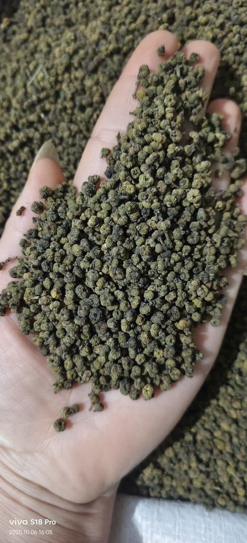 《吴茱萸》青色小花吴茱萸也叫吴萸实拍现货
