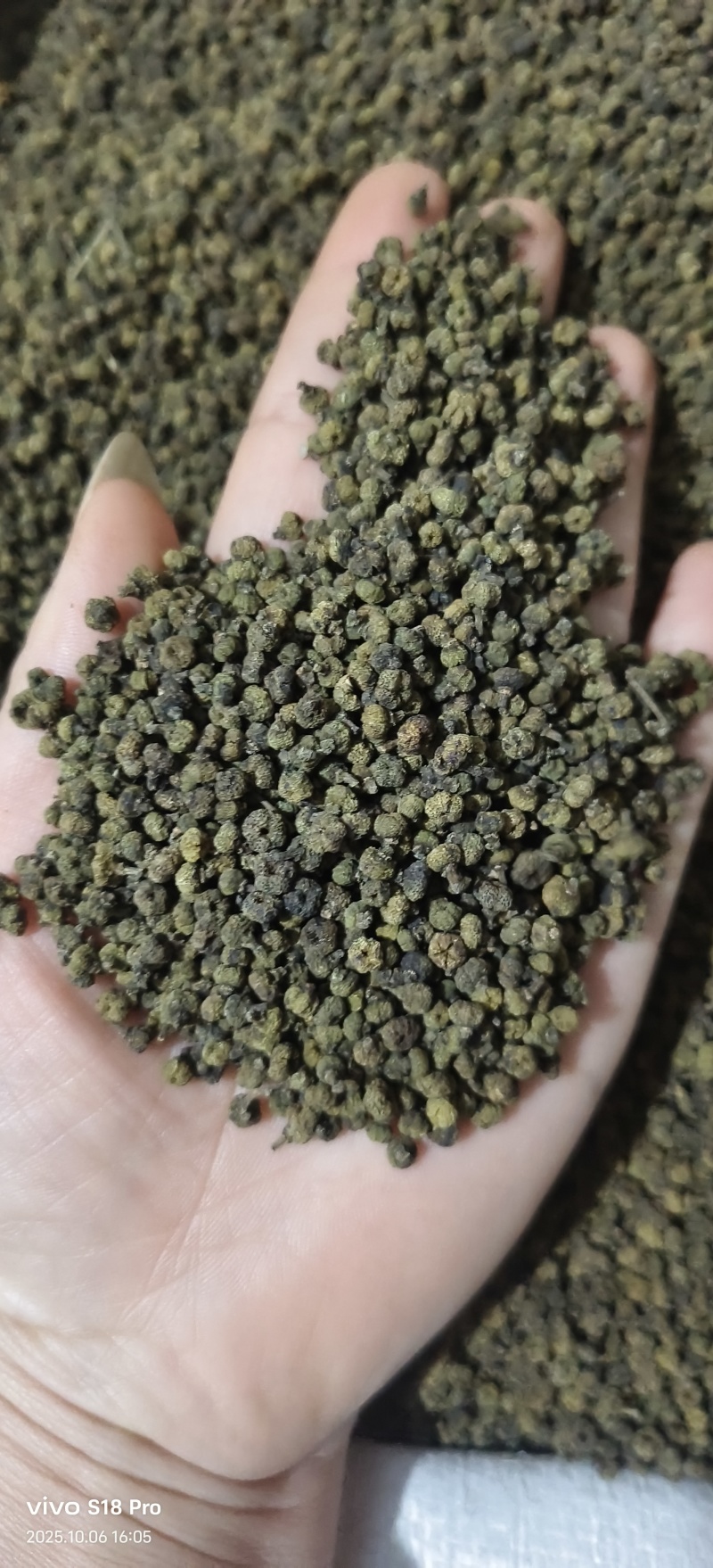 《吴茱萸》青色小花吴茱萸也叫吴萸实拍现货