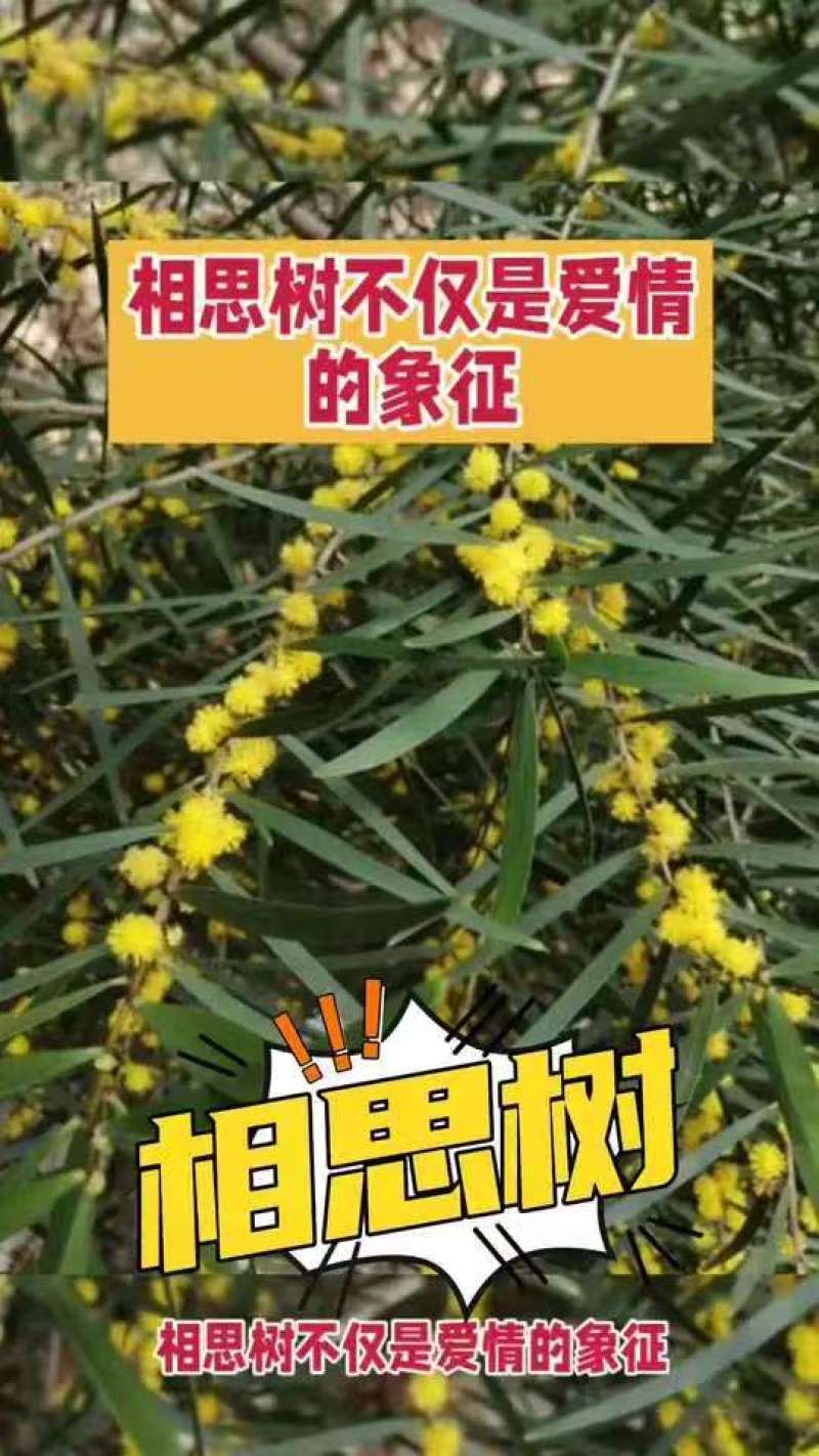 优质新台湾相思种子台湾柳相思树种子相思子种子洋桂