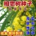 优质新台湾相思种子台湾柳相思树种子相思子种子洋桂