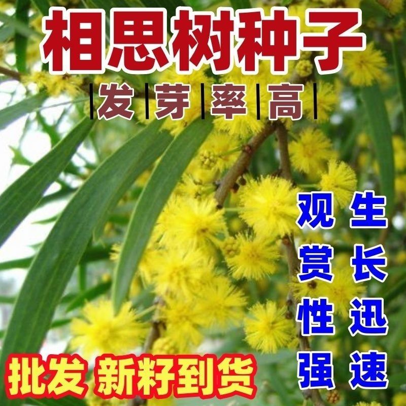 优质新台湾相思种子台湾柳相思树种子相思子种子洋桂