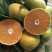 湖北早熟蜜橘口感甜皮薄多汁入口化渣产地直发