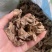 筠姜正宗四川犍为出口级筠姜均姜汉方古法炮制琥珀姜