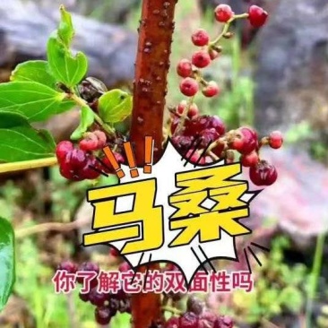国产灌木护坡树种子夏季马桑种子复绿荒山绿化树籽批发