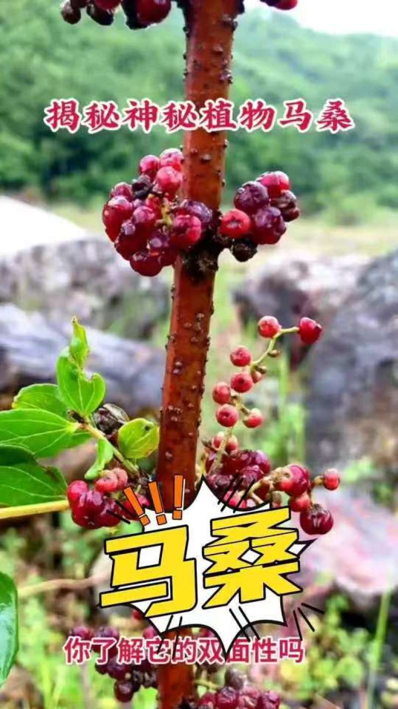 国产灌木护坡树种子夏季马桑种子复绿荒山绿化树籽批发