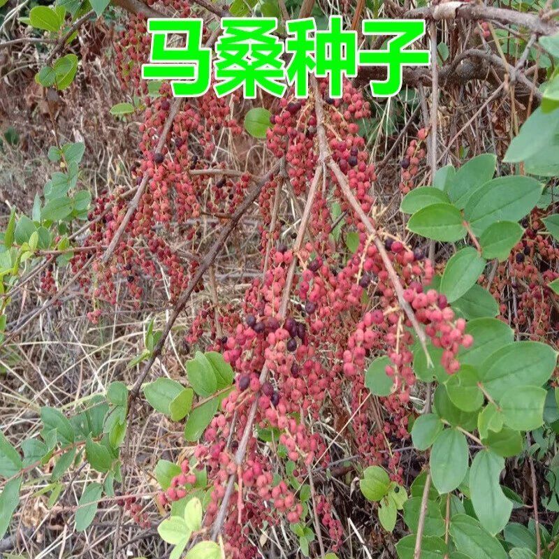 国产灌木护坡树种子夏季马桑种子复绿荒山绿化树籽批发