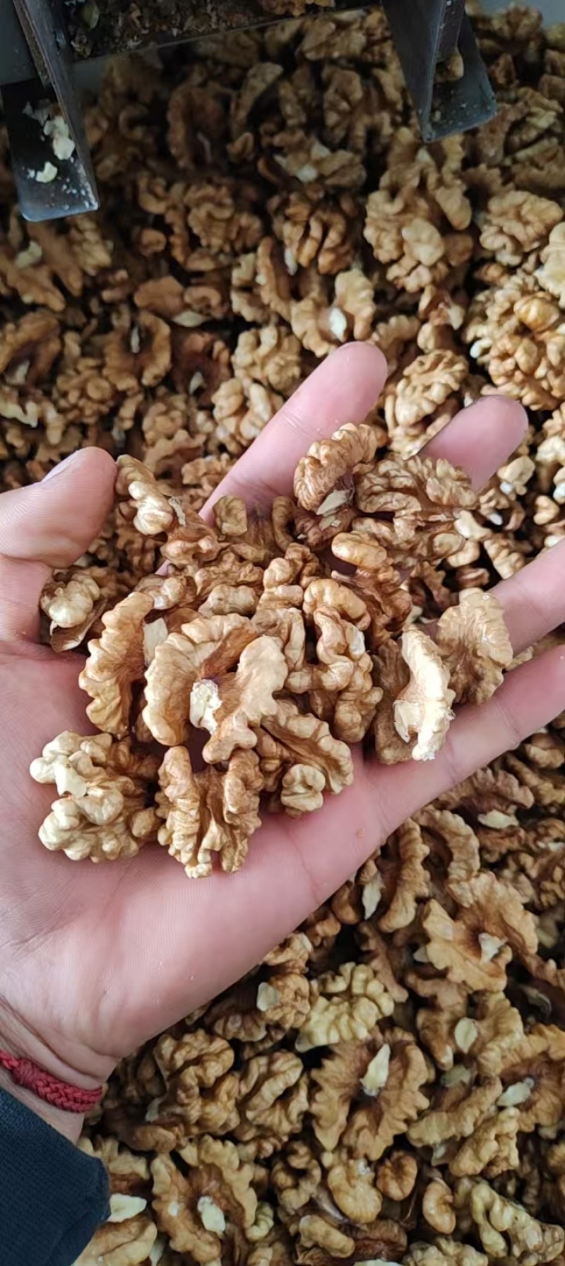 山西汾阳纸皮核桃仁加工厂