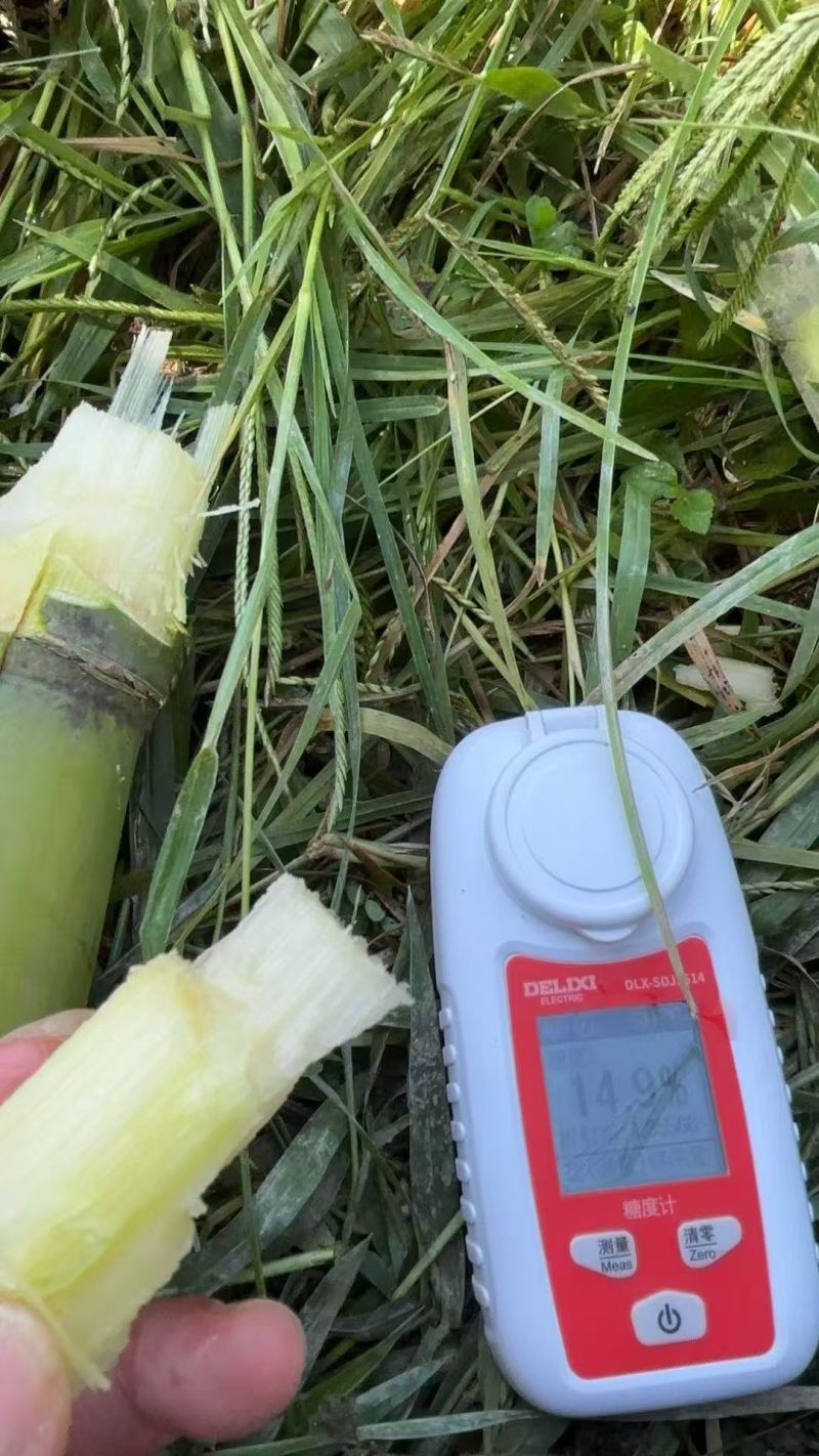 云南山地黄金甘蔗，黄皮甘蔗，糖度高，水分充足，欢迎订购！