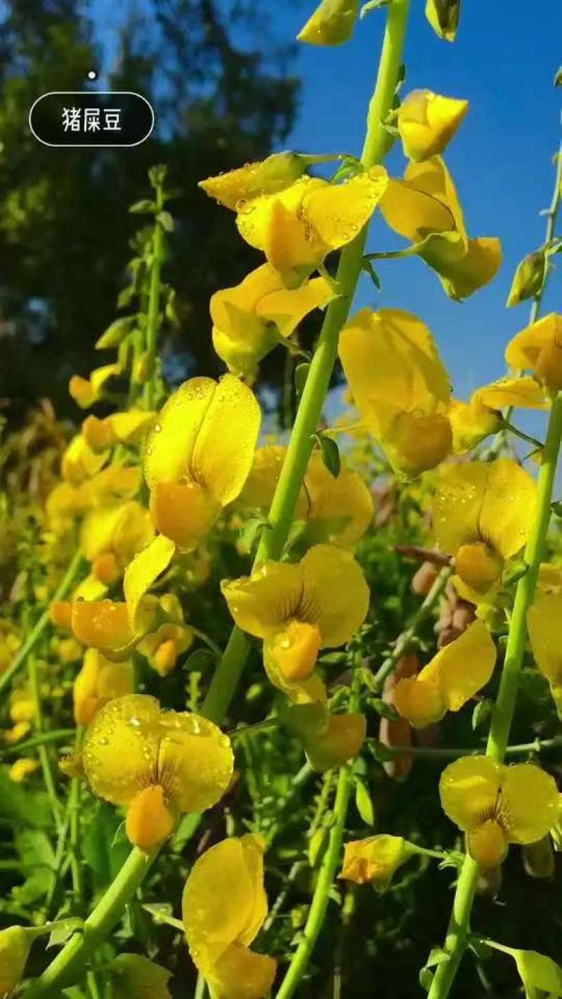 新采猪屎豆种子灌木或多年生草本种子适应性强可粗放管理观赏