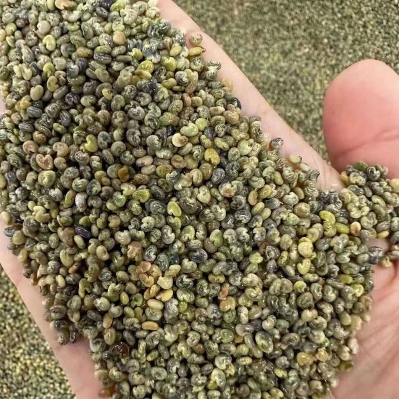 新采猪屎豆种子灌木或多年生草本种子适应性强可粗放管理观赏