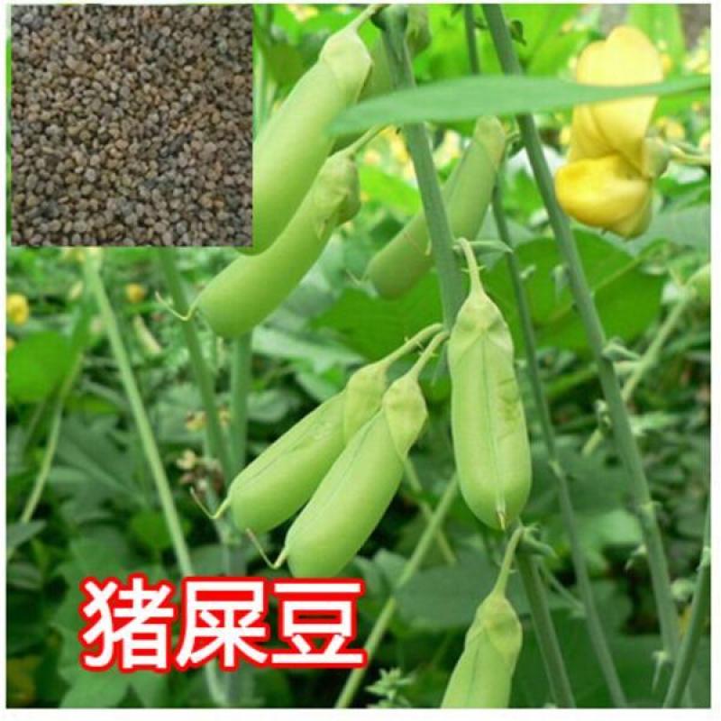 新采猪屎豆种子灌木或多年生草本种子适应性强可粗放管理观赏