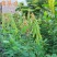 新采猪屎豆种子灌木或多年生草本种子适应性强可粗放管理观赏