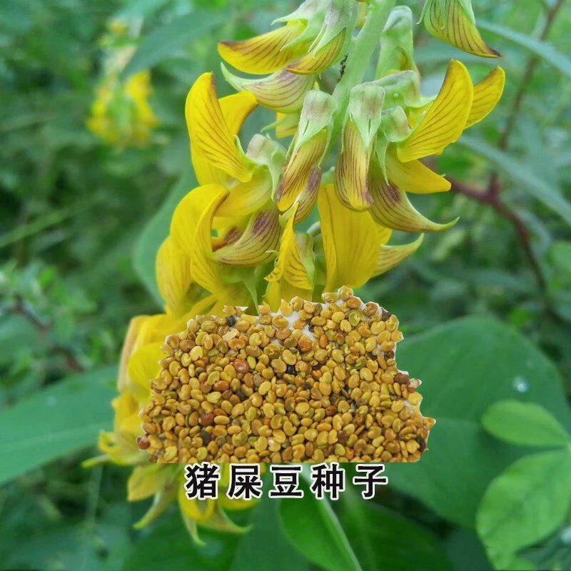 新采猪屎豆种子灌木或多年生草本种子适应性强可粗放管理观赏