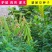 新采猪屎豆种子灌木或多年生草本种子适应性强可粗放管理观赏