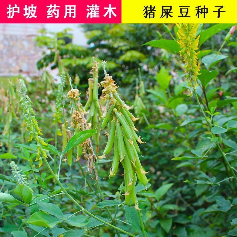 新采猪屎豆种子灌木或多年生草本种子适应性强可粗放管理观赏