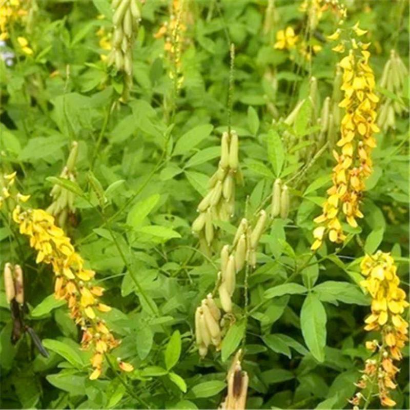 新采猪屎豆种子灌木或多年生草本种子适应性强可粗放管理观赏