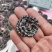金钱白花蛇正品纯正白花蛇非赤练蛇冒充保质保量