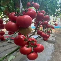 辽宁精品硬粉西红柿产地一手货源稳定供应欢迎咨询