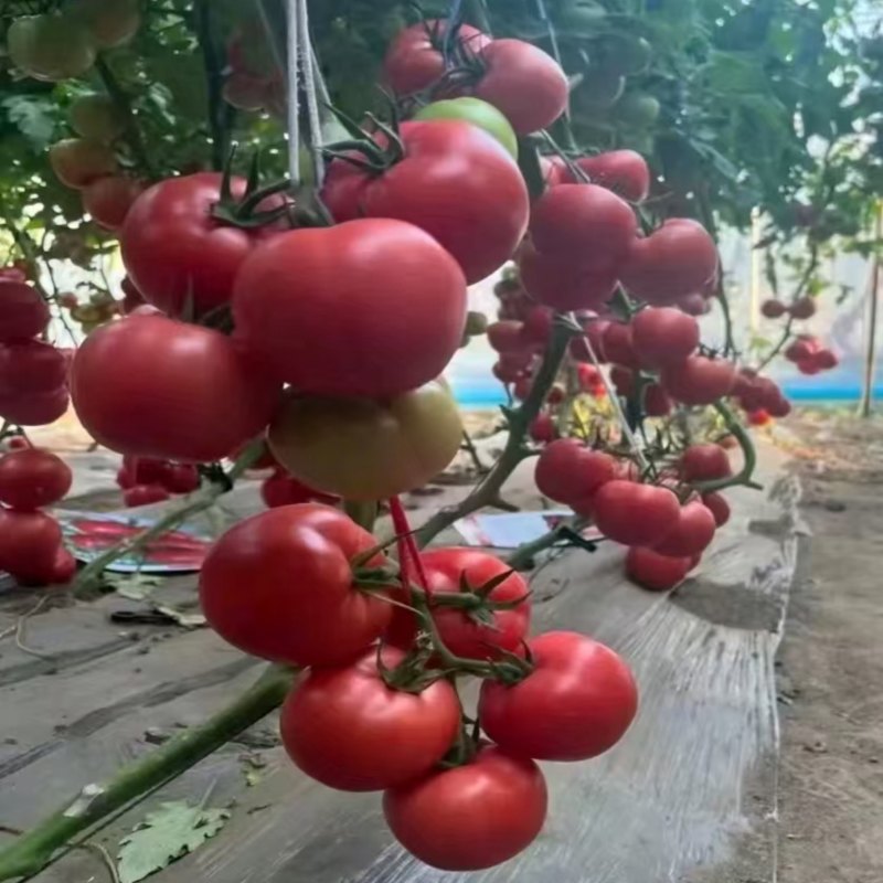 辽宁精品硬粉西红柿产地一手货源稳定供应欢迎咨询