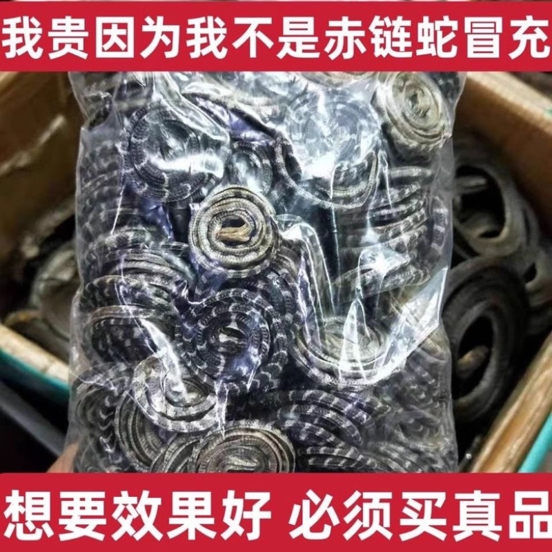 金钱白花蛇正品纯正白花蛇非赤练蛇冒充保质保量