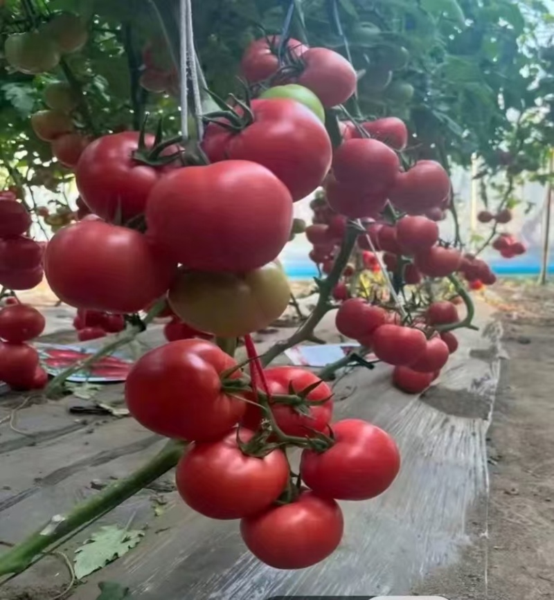 辽宁精品硬粉西红柿产地一手货源稳定供应欢迎咨询