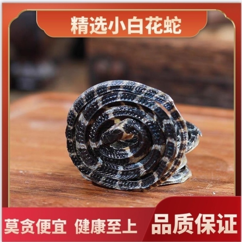 金钱白花蛇正品纯正白花蛇非赤练蛇冒充保质保量