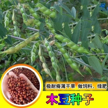 木豆种子木豆草种子灌木种子园林绿化护坡药材种子多年生散装