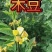 木豆种子木豆草种子灌木种子园林绿化护坡药材种子多年生散装