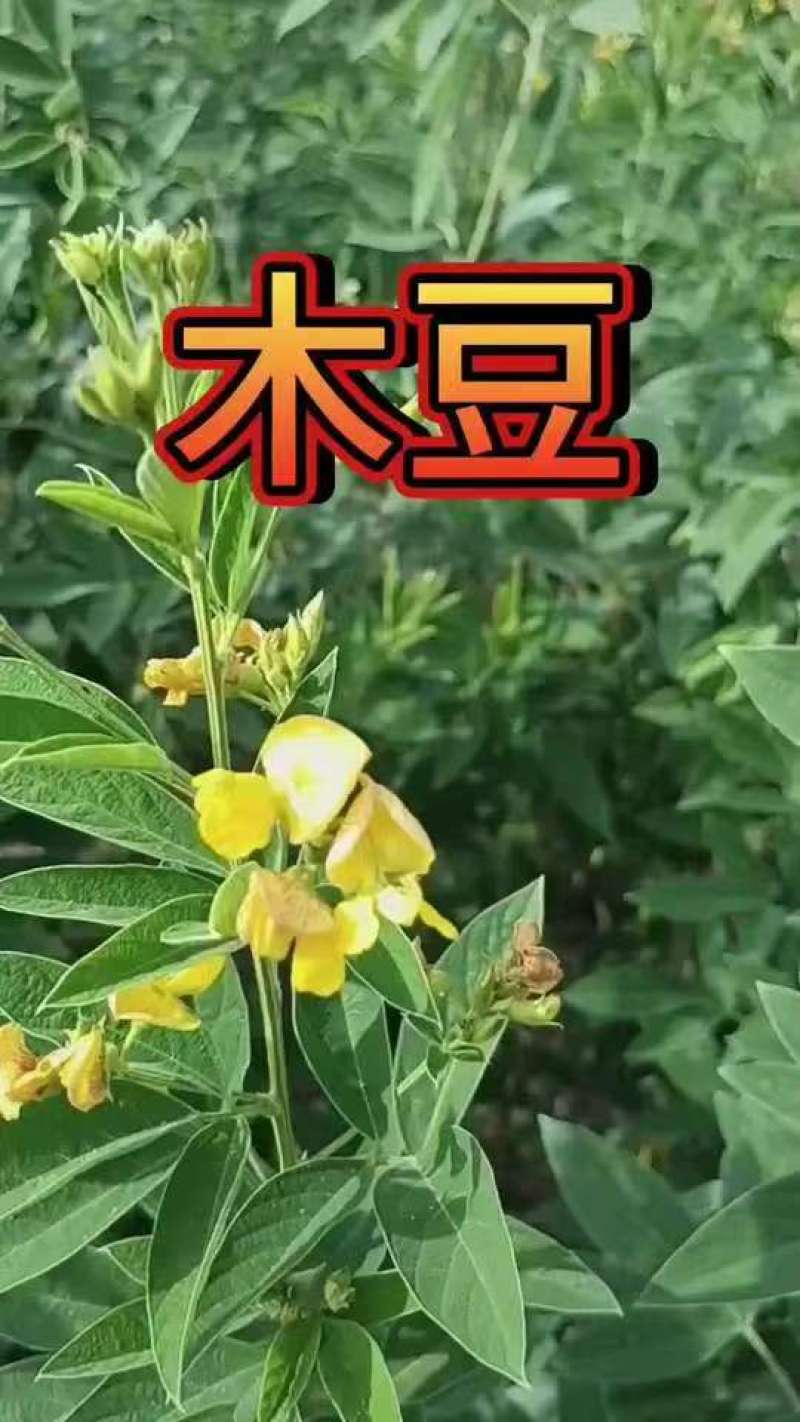 木豆种子木豆草种子灌木种子园林绿化护坡药材种子多年生散装