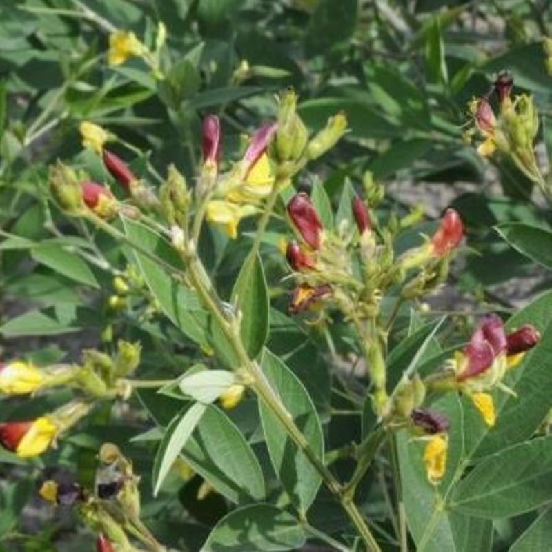 木豆种子木豆草种子灌木种子园林绿化护坡药材种子多年生散装