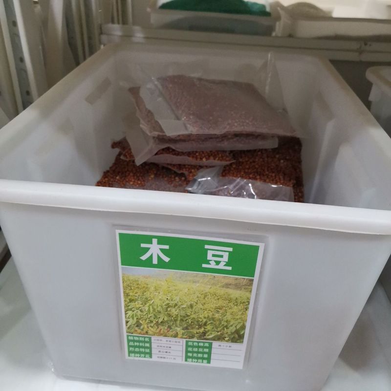 木豆种子木豆草种子灌木种子园林绿化护坡药材种子多年生散装