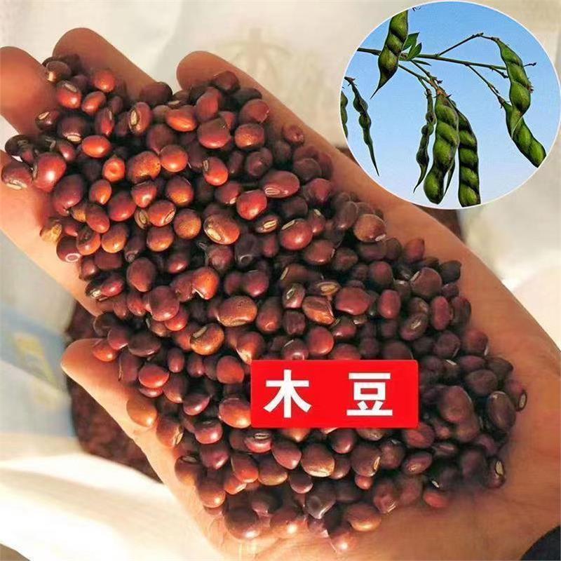木豆种子木豆草种子灌木种子园林绿化护坡药材种子多年生散装