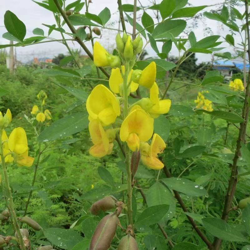 木豆种子木豆草种子灌木种子园林绿化护坡药材种子多年生散装
