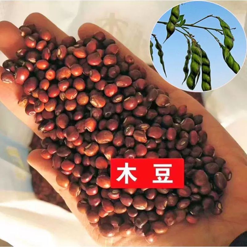 木豆种子木豆草种子灌木种子园林绿化护坡药材种子多年生散装