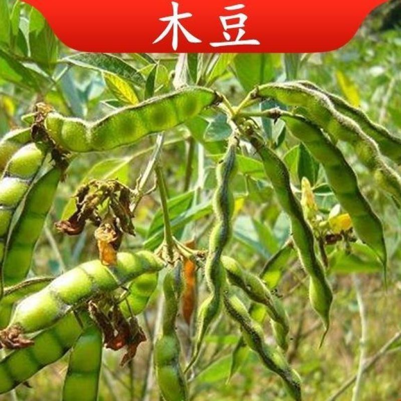 木豆种子木豆草种子灌木种子园林绿化护坡药材种子多年生散装
