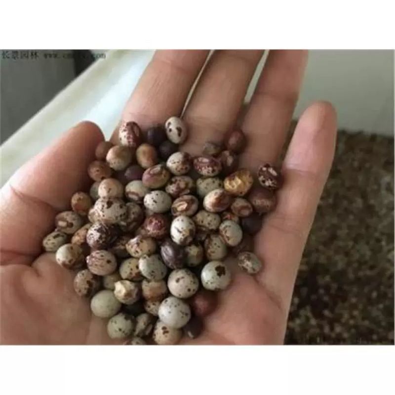 木豆种子木豆草种子灌木种子园林绿化护坡药材种子多年生散装